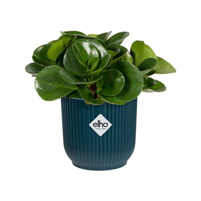 vibes fold rund mini 11cm tiefes blau